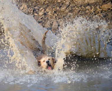gele labrador retriever