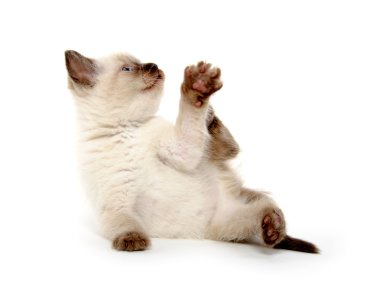 cute kitten bırakmasını