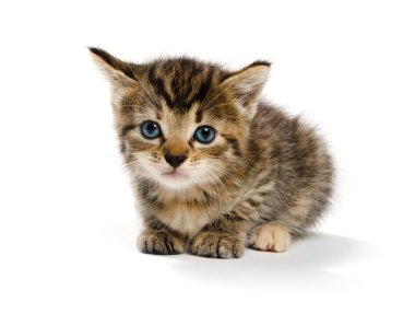 şirin tabby yavru kedi