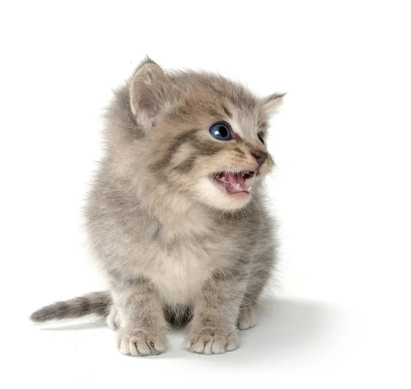 Cute tabby kitten — Stock Photo, Image