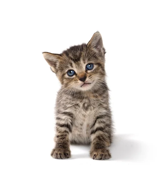 Leuk tabby katje — Stockfoto