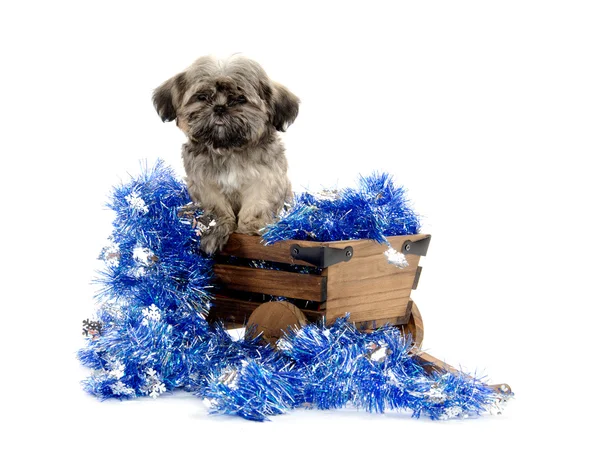 Shih tzu puppy in wagon — Stock Photo, Image