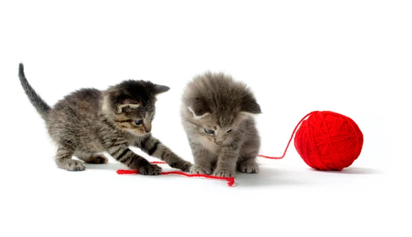Two tabby kittens and yarn — Stock Photo, Image