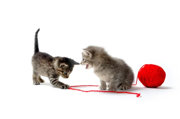 Two tabby kittens and yarn — Stock Photo, Image