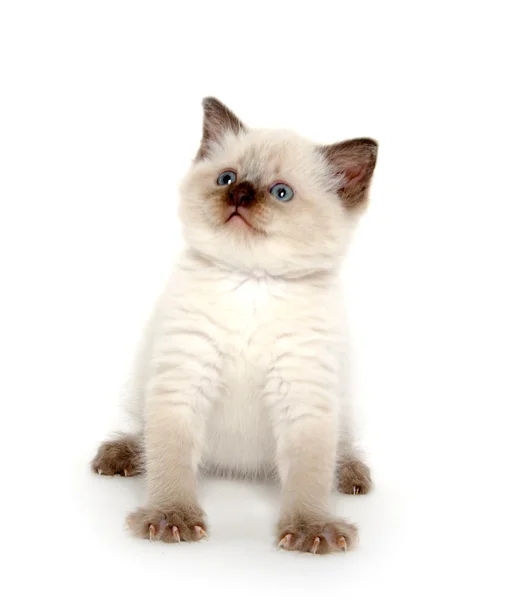 Lindo gatito en blanco — Foto de Stock