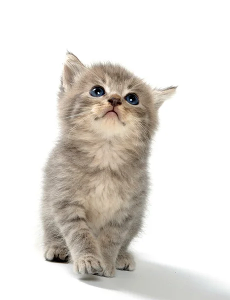 Cute tabby kitten — Stock Photo, Image