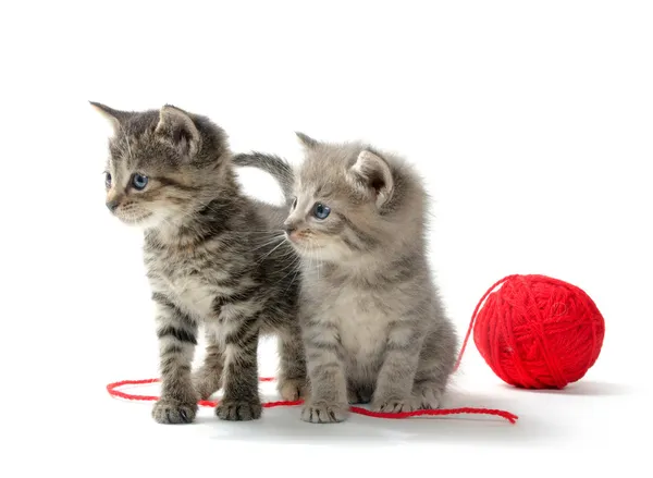 Два тэбби-котенка и пряжа — стоковое фото