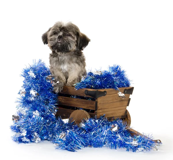 Shih tzu puppy in wagon — Stock Photo, Image