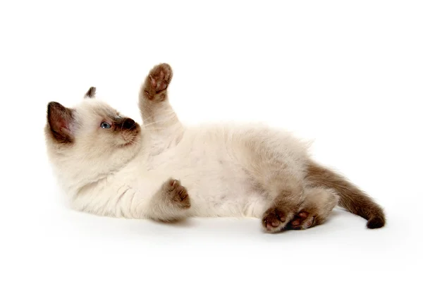 Roztomilé kotě, kterým se stanoví — Stock fotografie