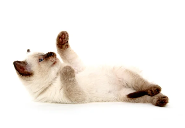 Söt kattunge fastställande — Stockfoto