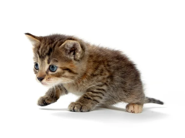 Ładny zaprawa murarska kotek — Zdjęcie stockowe