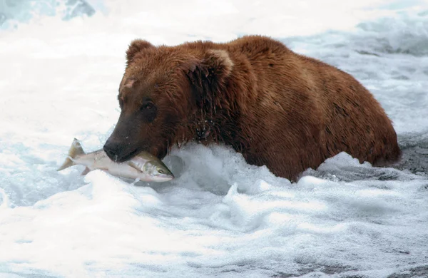 Аляскинский бурый медведь с лососем Стоковая Картинка