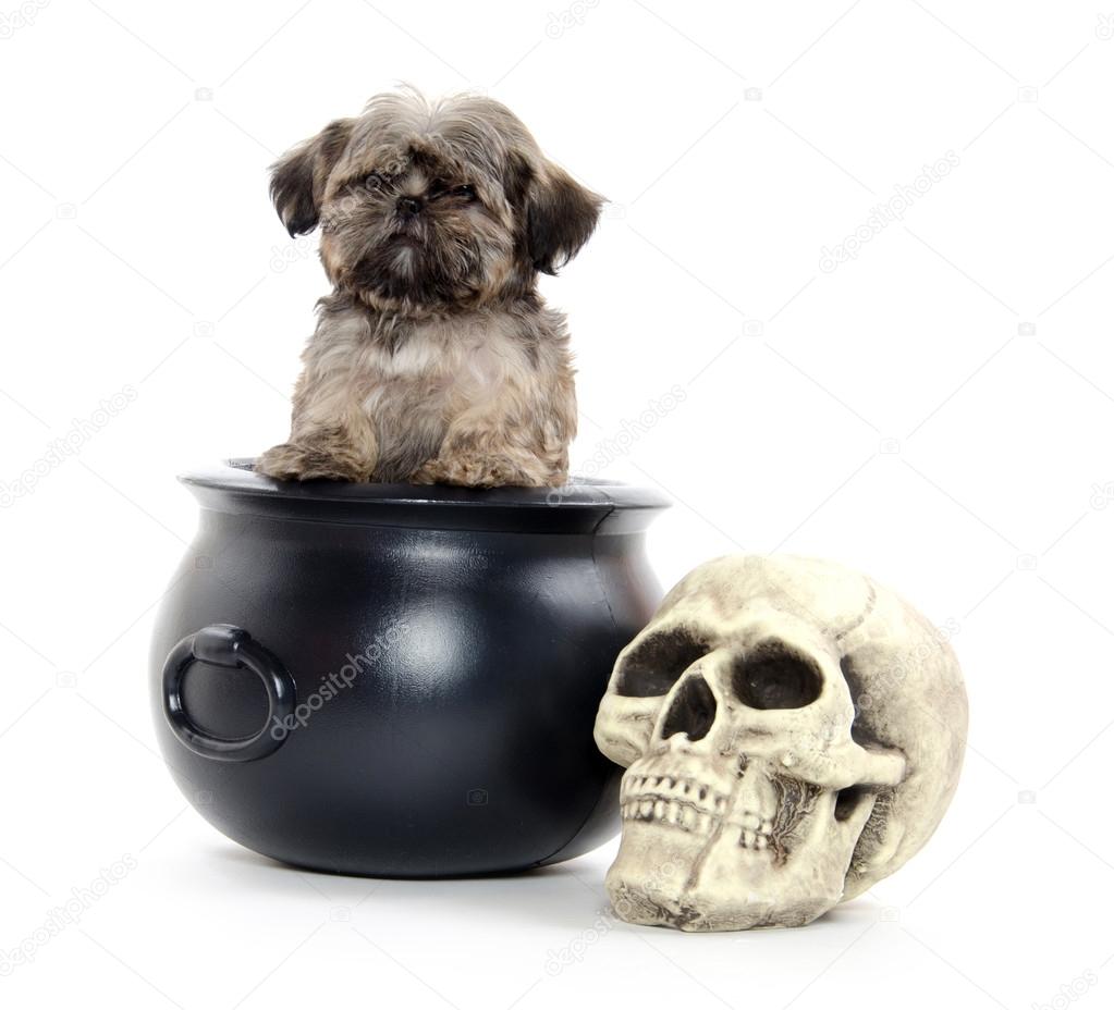 Shih Tzu puppy and Halloween