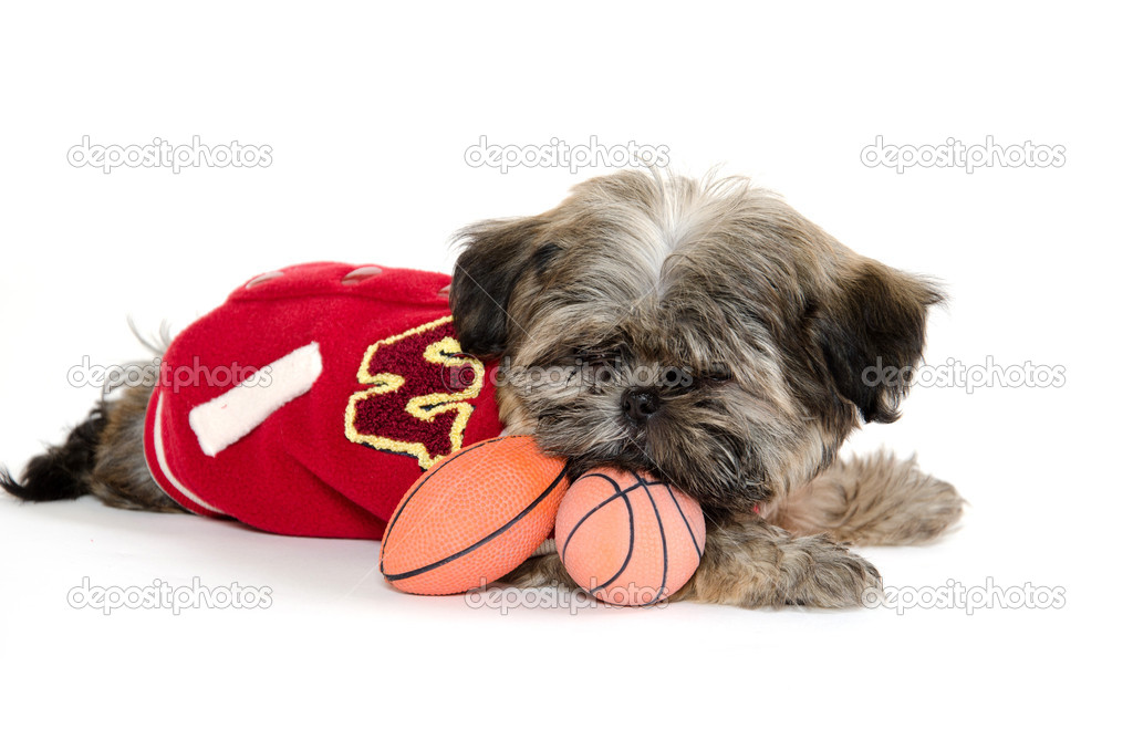 Shih Tzu puppy with football