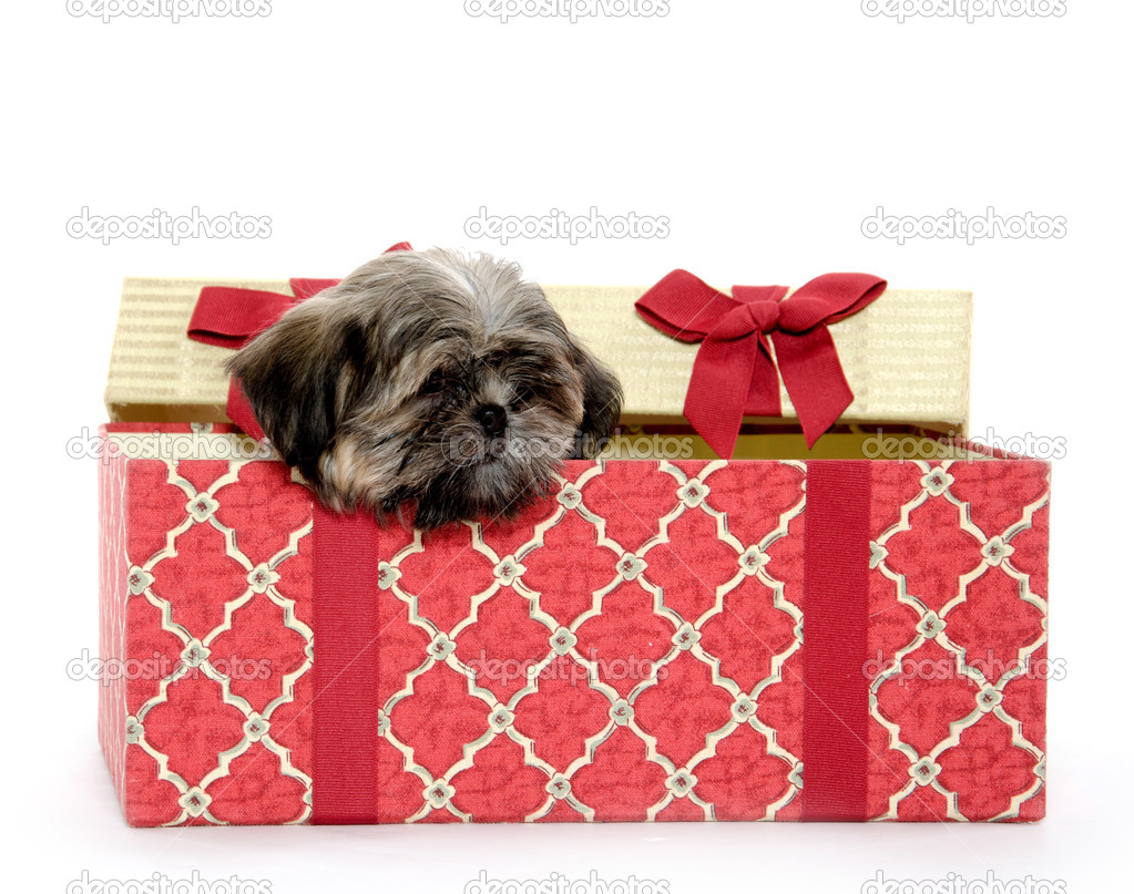 puppy gift box