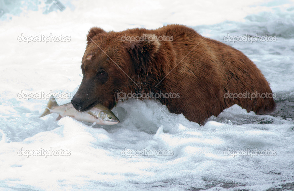 Alaskan brown bear with salmon