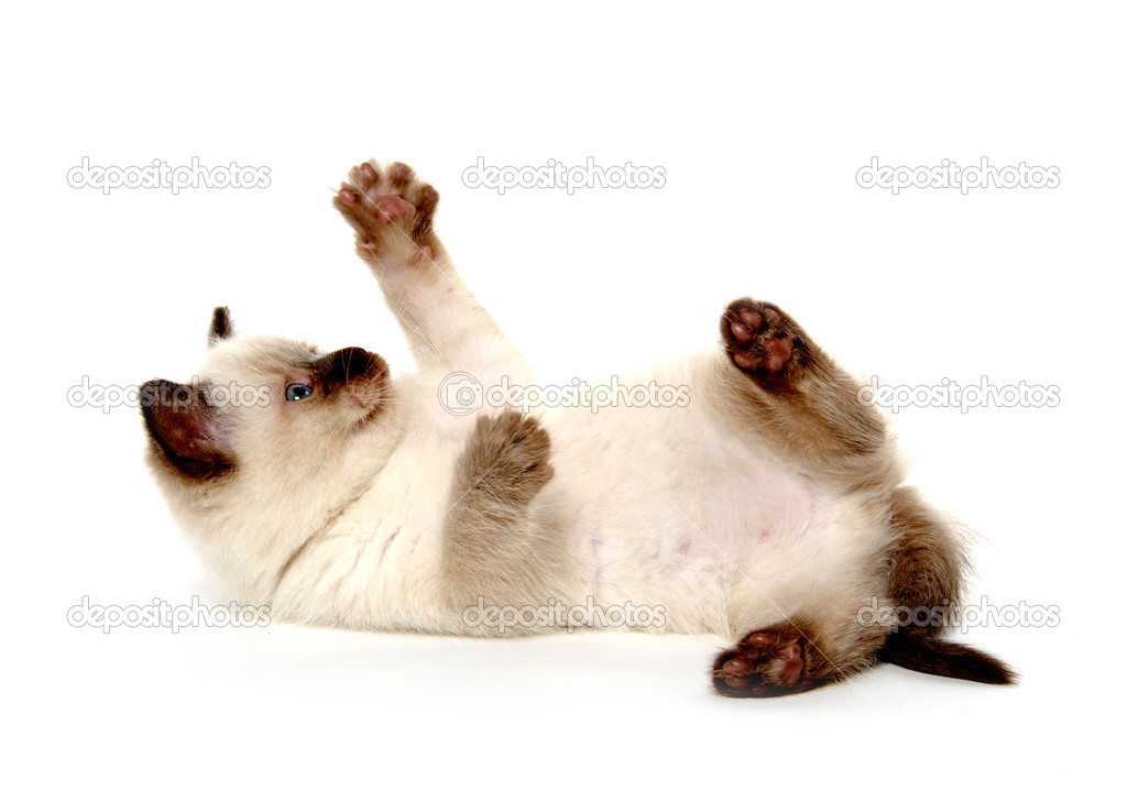  Cute  kitten  laying  down   Stock Photo  EEI Tony 12753909