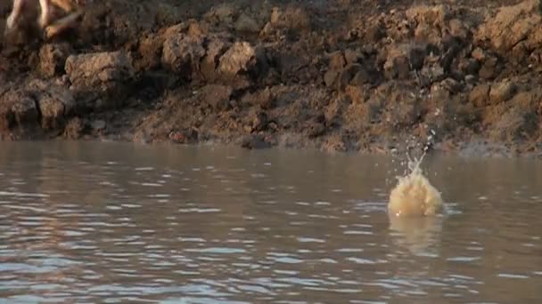 Suya atlayan köpek — Stok video
