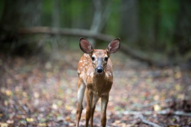 Ak kuyruklu geyik açık kahverengi ve doe