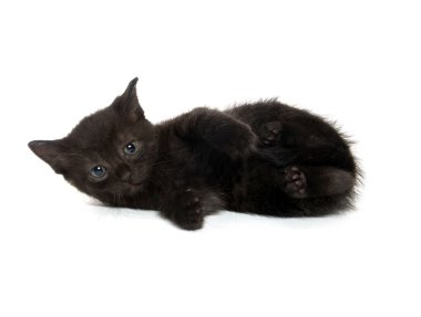 Beyaz arka planda siyah yavru kedi