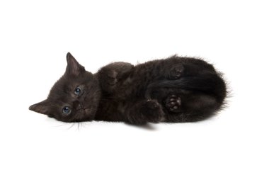 Beyaz arka planda siyah yavru kedi