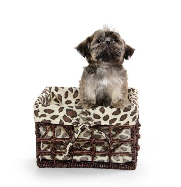 sepet içinde Shih tzu puppy