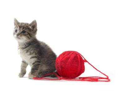 şirin tabby yavru kedi