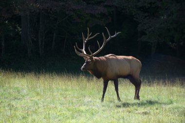 Amerikan elk boğa