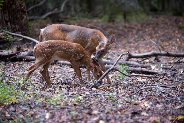 Witstaarthert fawn en doe — Stockfoto