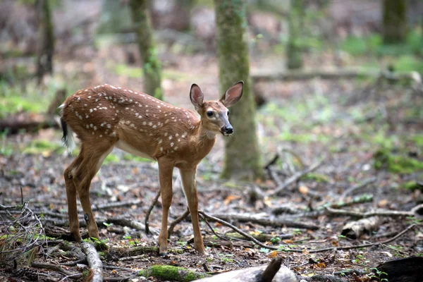 Cervo de cauda branca Fawn — Fotografia de Stock