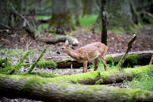 White-tailed deer fawn — Stock Photo, Image