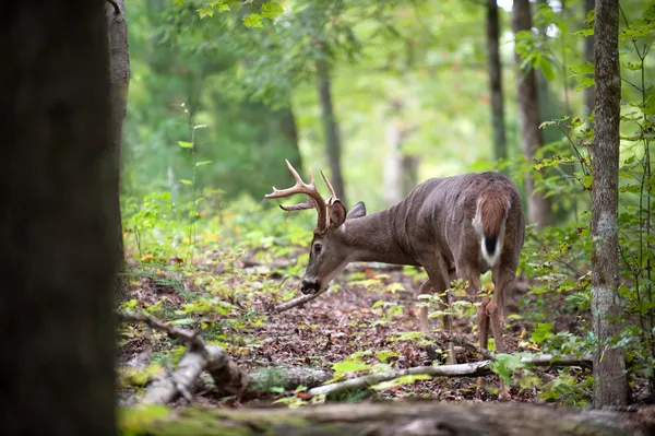 Buck de cerf de Virginie — Photo