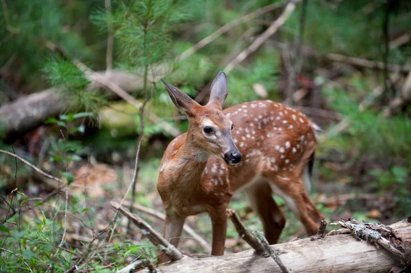 Cerf de Virginie faon — Photo