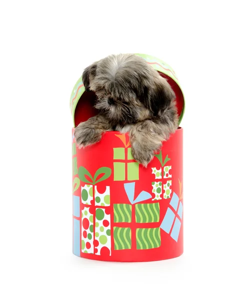 Chiot Shih Tzu dans la boîte de Noël — Photo