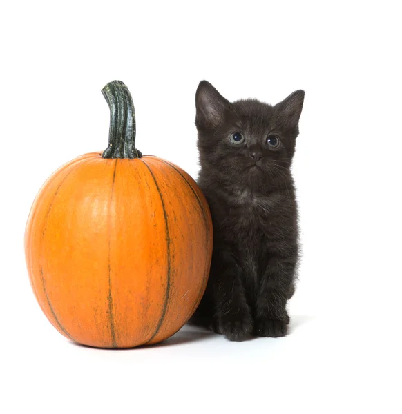 Ładny czarny kotek i dyni — Zdjęcie stockowe