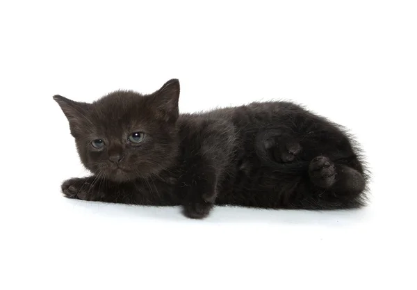 Black kitten on white background — Stock Photo, Image