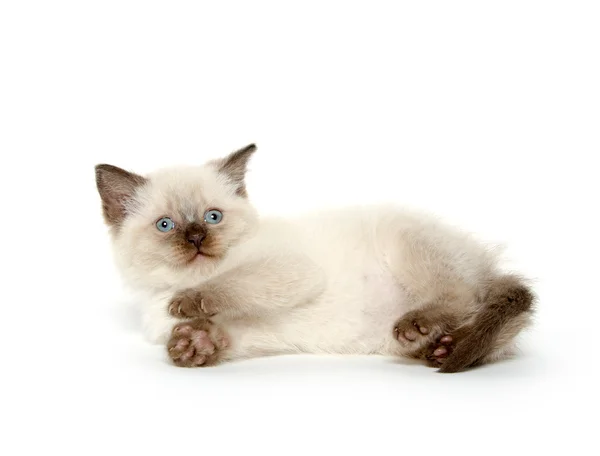 Chaton mignon couché — Photo