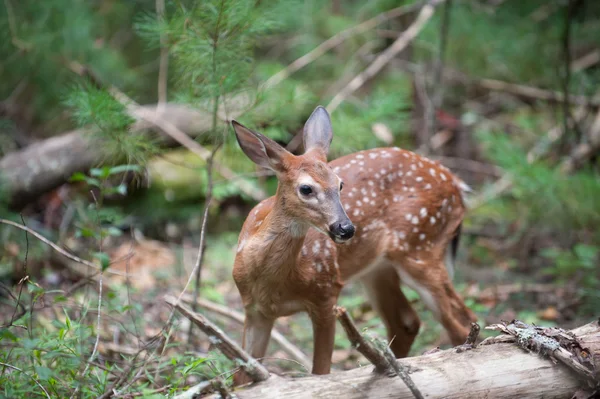 Cerf de Virginie faon — Photo