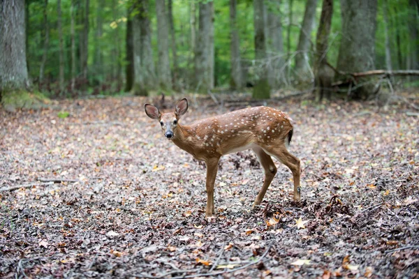 Cerf de Virginie faon — Photo