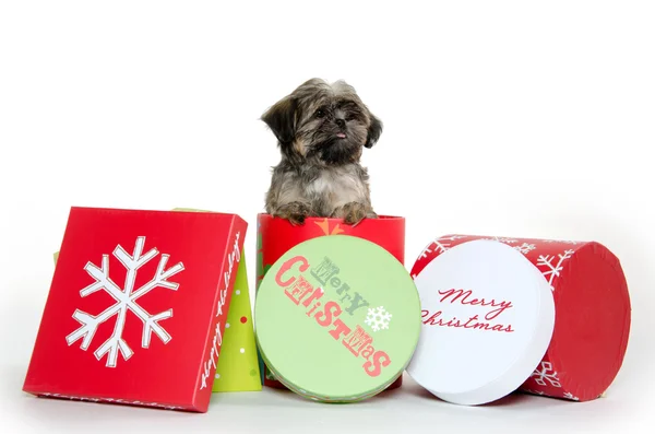 Chiot Shih Tzu dans la boîte de Noël — Photo