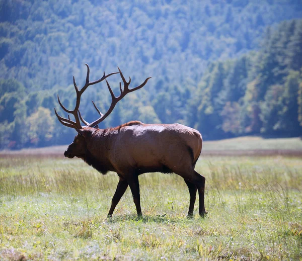 Taureau wapiti — Photo