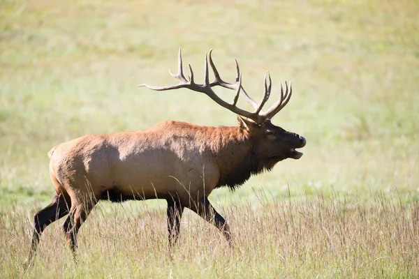 Americká elk býk — Stock fotografie