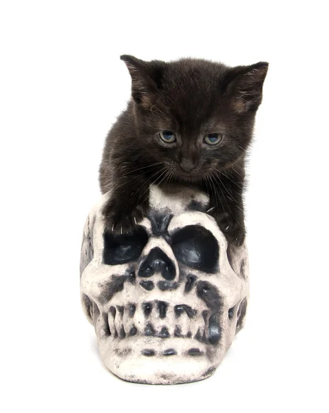 頭蓋骨と黒の子猫 — ストック写真
