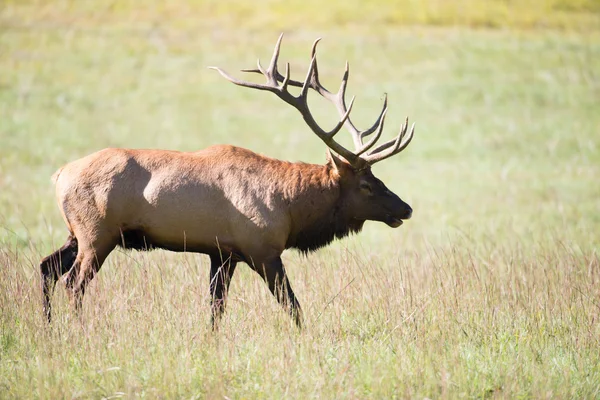 Taureau wapiti — Photo