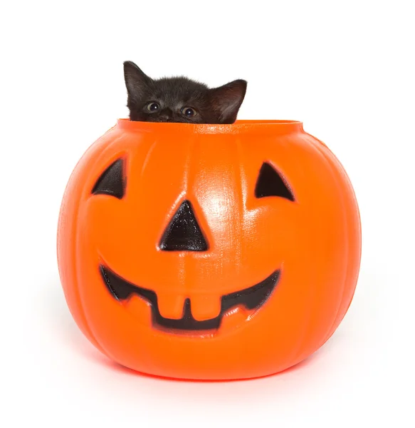 Svart kattunge och jack-o-lantern — Stockfoto