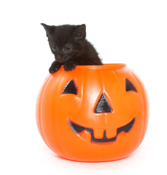 Czarny kotek i jack-o latarnia — Zdjęcie stockowe