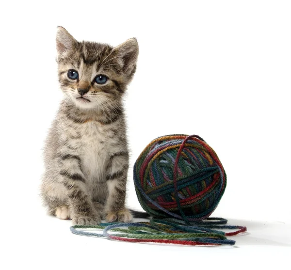 Gatinho bonito tabby — Fotografia de Stock