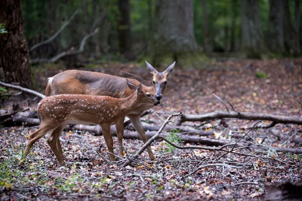 オジロジカ子鹿と doe — ストック写真