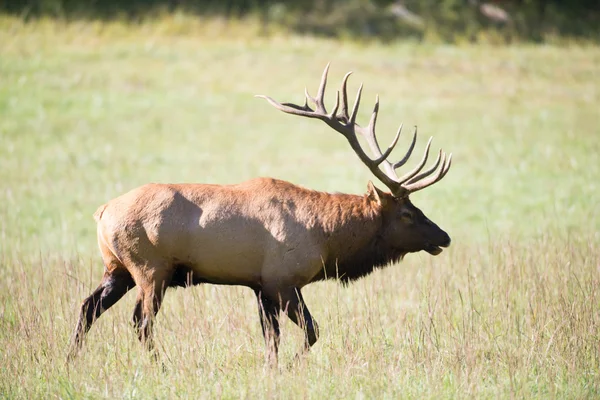 Taureau wapiti — Photo