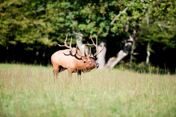 American elk bull — Stock Photo, Image